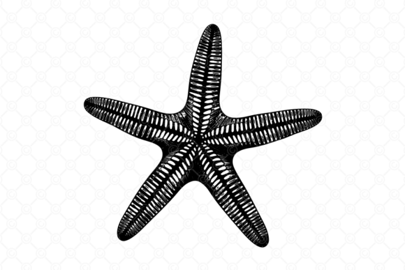 Starfish SVG, Starfish Silhouette, 045: A Designer's Real-World Review